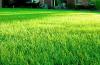 Bob Vila Radio: Lawn Prep