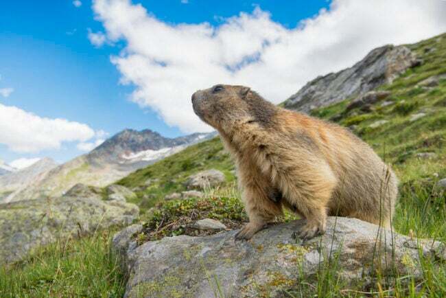 groundhog-hari-sejarah-groundhog-di-gunung