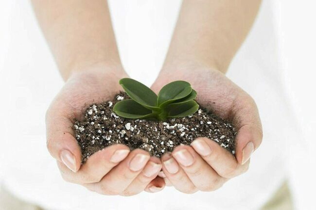 A legjobb talaj pozsgás növények számára