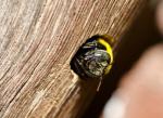 Livrando-se das abelhas carpinteiras