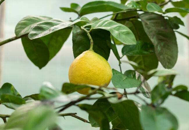como cultivar limoeiros dentro de casa