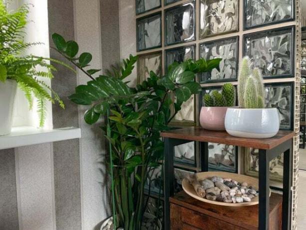 interjöör klaasplokkidest akende ja taimedega 