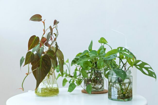 taimed, mis kasvavad vees – taimede vee paljundamine