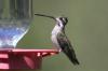 23 soorten kolibries die alle vogelspotters in de achtertuin moeten kennen