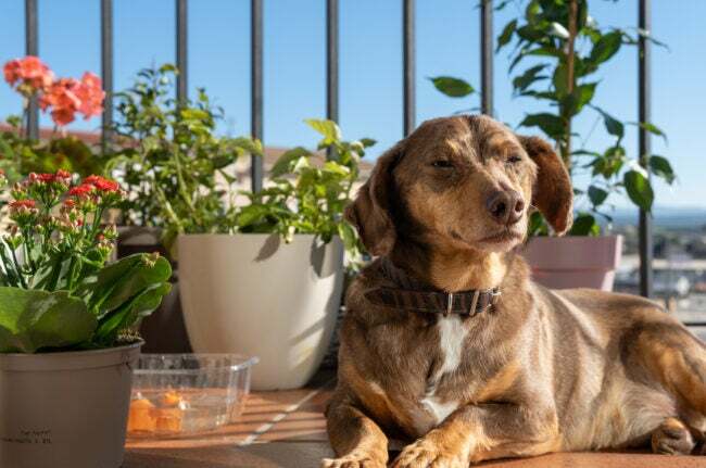 маленькая коричневая собака выглядит довольной, лежа на балконе-патио-рядом с растениями