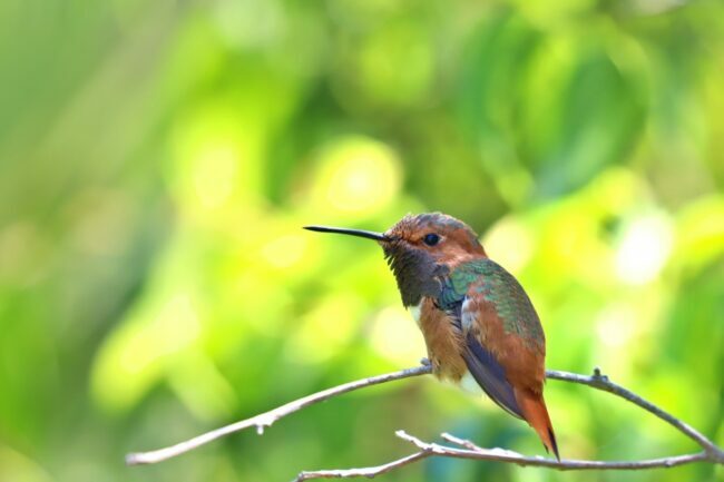 vrste kolibrijev