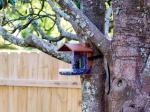 Wasserstein Bird Feeder Smart Camera Case: Toimiiko se?