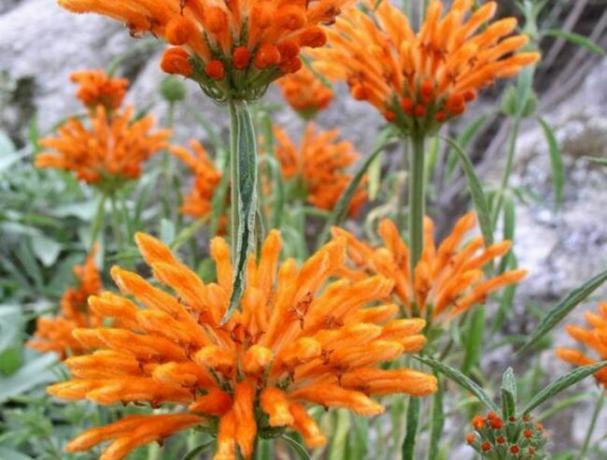fleurs orange jardins monochromatiques