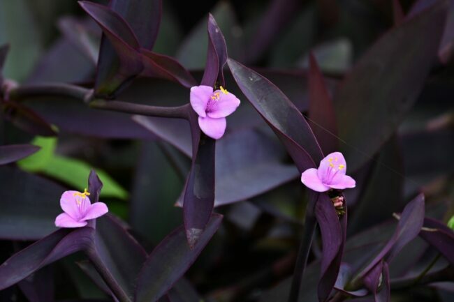 purpurinės širdies augalų priežiūra - violetinė gėlė iš arti