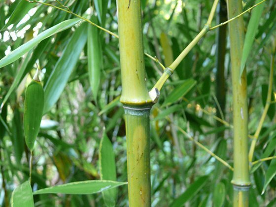 Догляд за бамбуком