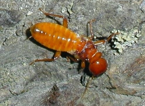 Infestación de termitas - Madera húmeda