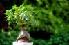 6 вида дървета бонсай, които са най -добри за начинаещи