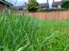 Ingen klipning maj: 8 grunde til at lade din græsplæne vokse denne måned