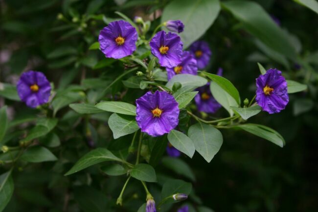 Fialové květy se zelenými listy