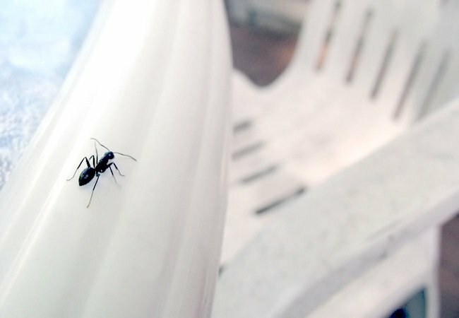 Prevención de plagas de barbacoa en el patio trasero - Patio de hormigas