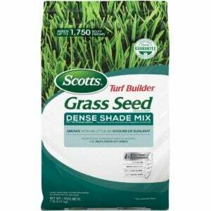 საუკეთესო ბალახის თესლი ზედამხედველობისთვის: Scotts Turf Builder Grass Seed Dense Shade Mix