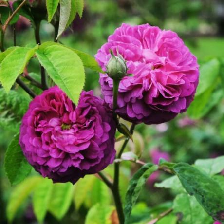 Roses violettes