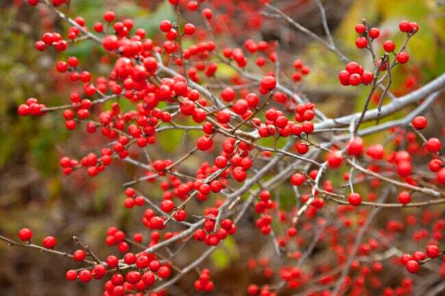 Ein Zweig der roten Winterbeere im Winter. 