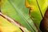 Canna Lily Care: Canna-lelies kweken in een eigen tuin