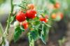 Jak przechowywać pomidory we właściwy sposób?