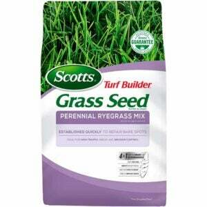 A melhor opção de semente de grama para o Nordeste: mistura de azevém perene Scotts Turf Builder