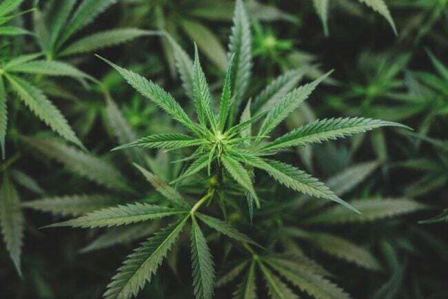 Planta verde de marijuana