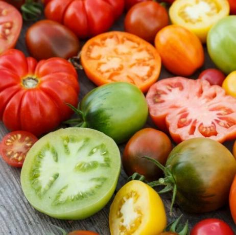 tipos de tomates - variedade de tomates de cores diferentes