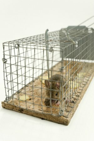 Hvordan fange en mus i en ikke-drep felle