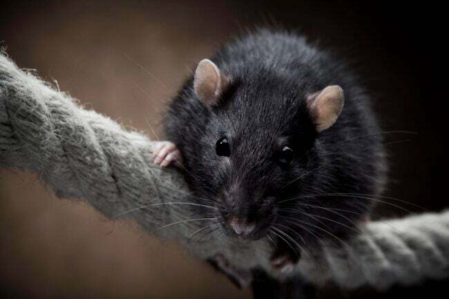 Schwarze Ratte sitzt auf einem grauen Seil vor braunem Hintergrund. 