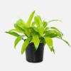 20 vrsta biljaka Dracaena za upečatljiv unutarnji dekor