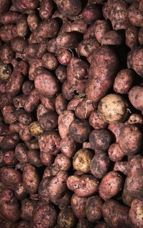 Kā izveidot sakņu pagrabu - kartupeļi