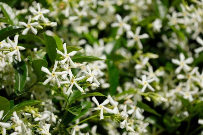 θάμνος με πολλά μικρά λευκά άνθη αστεριού γιασεμιού