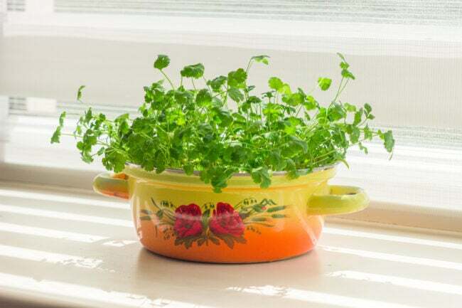 kako uzgajati cilantro u zatvorenom prostoru