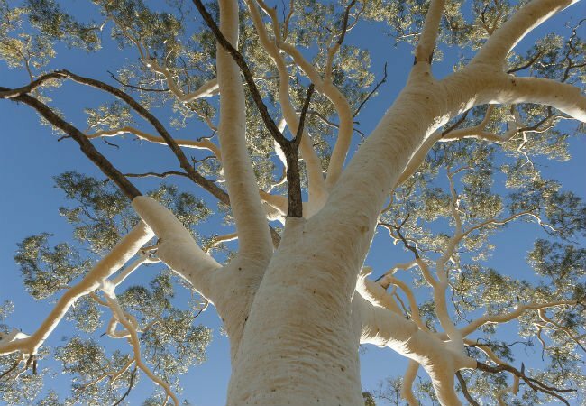 4 trær med hvit bark - The Ghost Gum