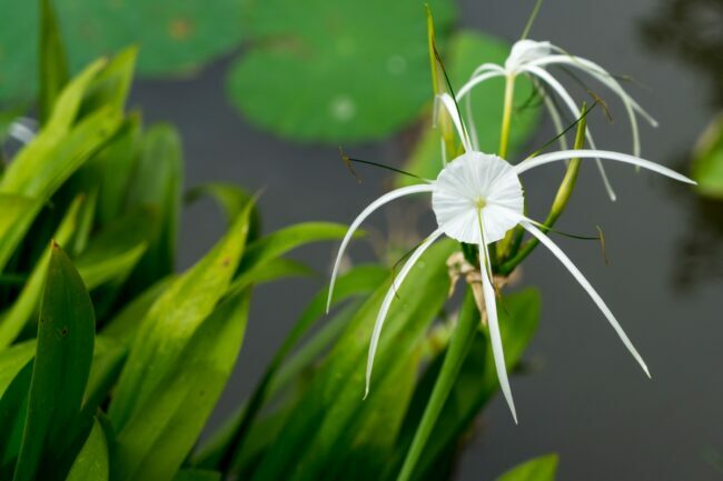 растения, растущие в воде — паутинная лилия
