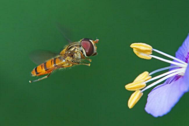 vrste čebel - hoverfly
