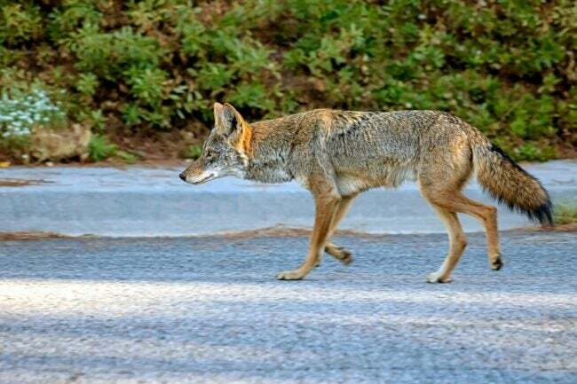 Jak vypadá kojotí hovínko