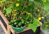 Ako pestovať uhorky