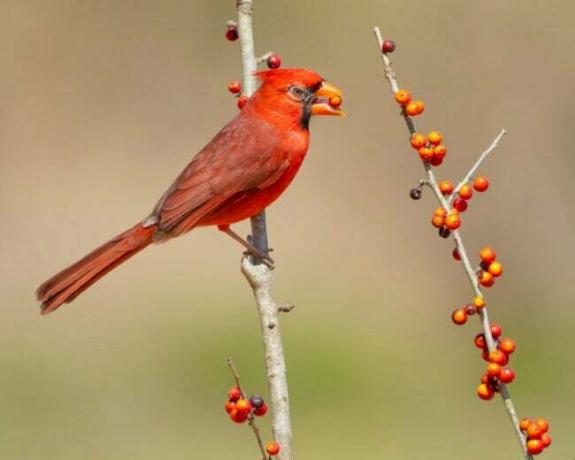 факт кардиналів Північний кардинал їсть ягоди