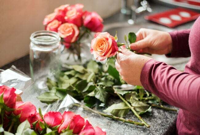 Sievietes tuvplāns, kas gatavo grieztas rozes, lai tās ievietotu vāzē