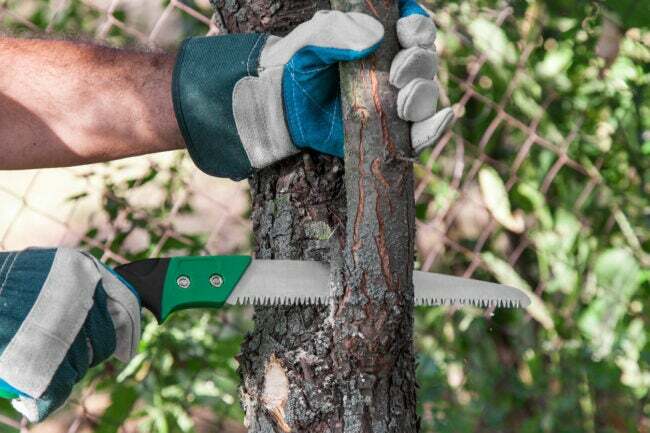 iStock-487470572 napake pri obrezovanju obrezovanje drevesa
