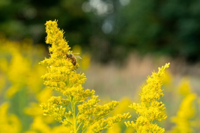 золотарник цвіте бджолою