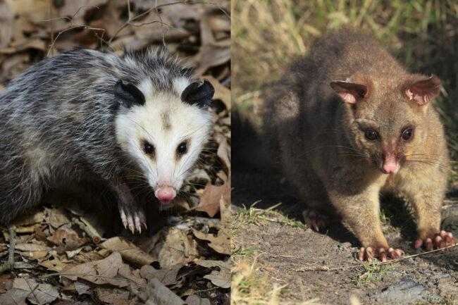 Possum vs. Zarigüeya