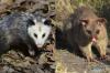 Possum vs. Zarigüeya: ¿Cuál es la diferencia real?