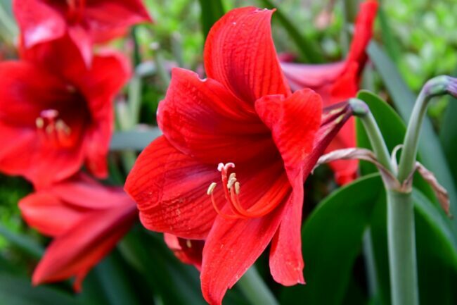 Rdeči cvet amarilisa