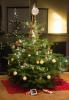 Berapa Lama Pohon Natal Bertahan, Sebenarnya? Terpecahkan!