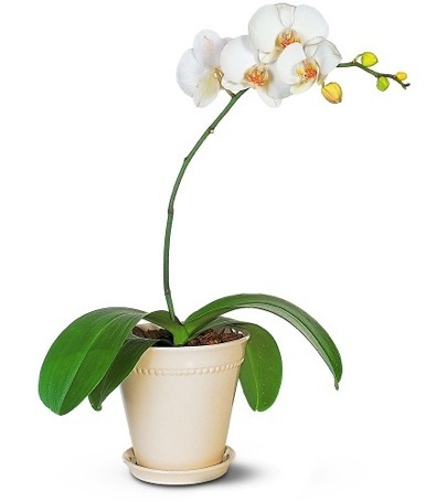 Plantas de casa resistentes - orquídeas