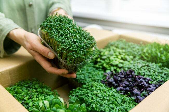 iStock-1205298546 как выращивать микрозелень в коробках