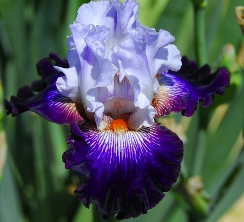 División de plantas en otoño - Iris barbudo