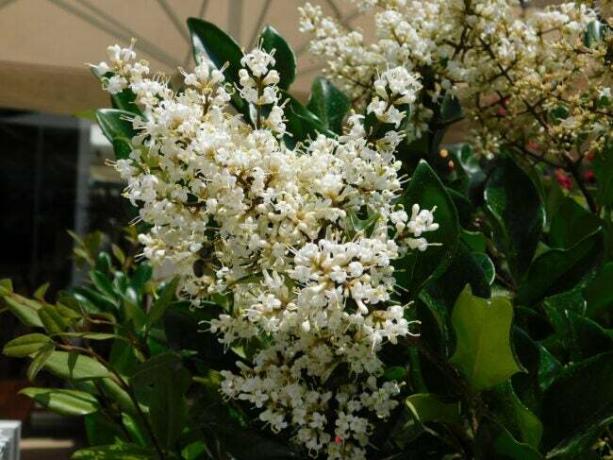 庭のワックスリーフイボタノキ、または Ligustrum japonicum の植物と白い花